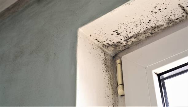 Best Air Quality Testing for Mold Spores  in Poplar Plains, CT