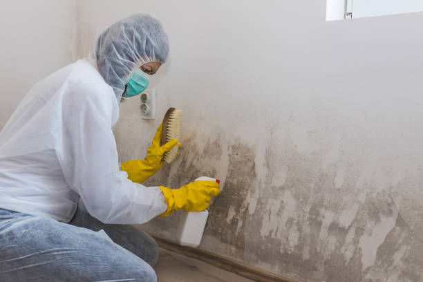 Best Mold Odor Removal Services  in Poplar Plains, CT