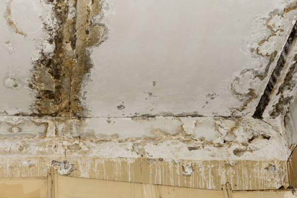 Best Water Damage & Mold Remediation  in Poplar Plains, CT