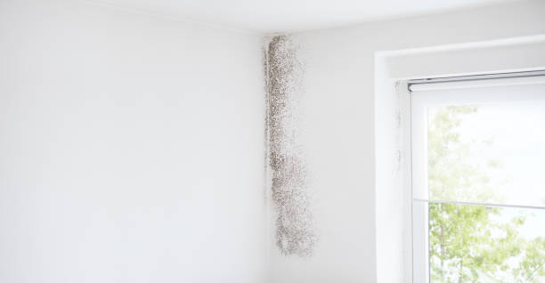 Best Forensic Mold Investigation  in Poplar Plains, CT