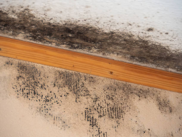 Best Mold Documentation for Insurance Claims  in Poplar Plains, CT