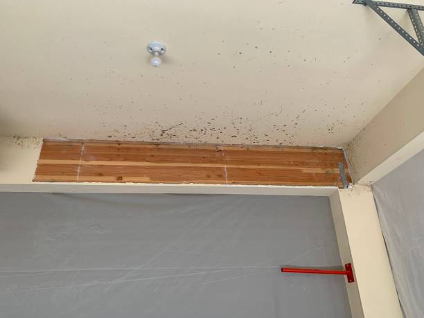 Best Mold Prevention Services  in Poplar Plains, CT
