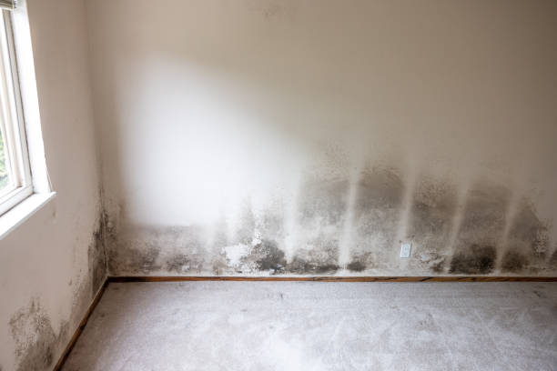 Best Comprehensive Air Testing for Mold Contaminants  in Poplar Plains, CT
